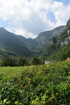 大山种植藤茶绞股蓝