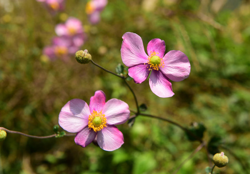 野棉花特写