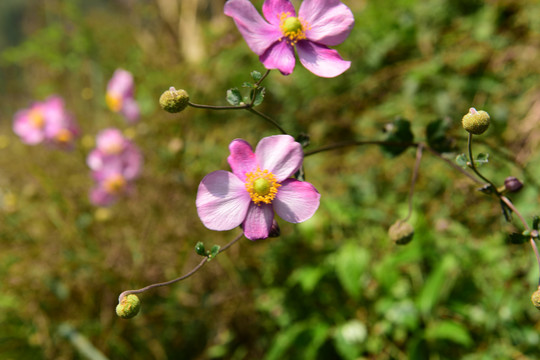 野棉花特写