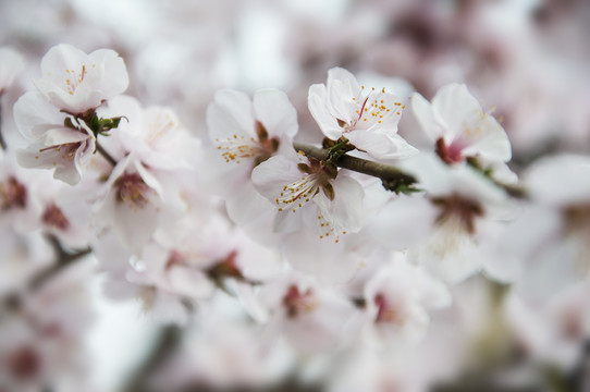 春满桃林花满枝