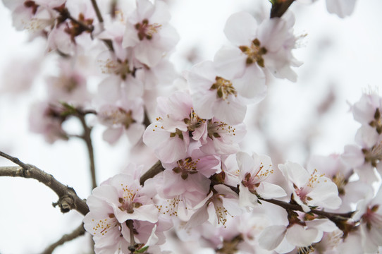 春满桃林花满枝