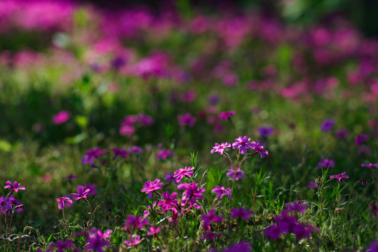 芝樱花