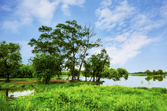 绿树湖水风景