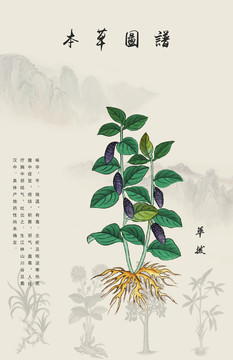 蓽撥