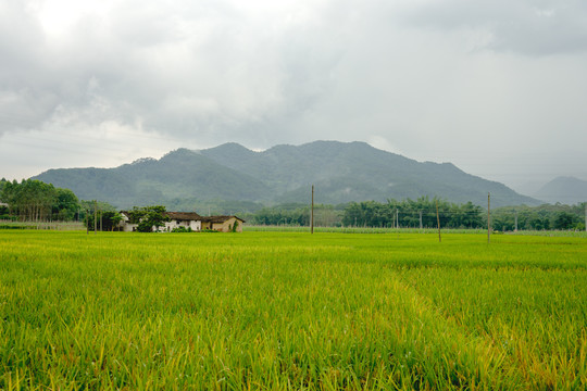 水稻田