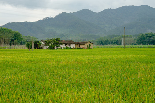 水稻田