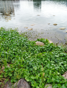 湖边水草