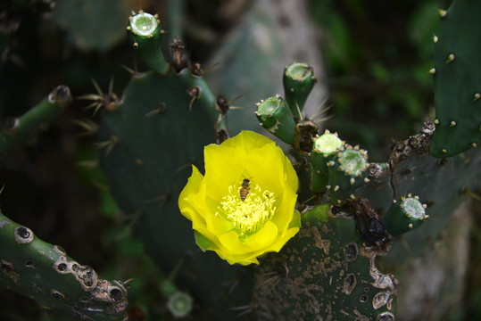 仙人掌花