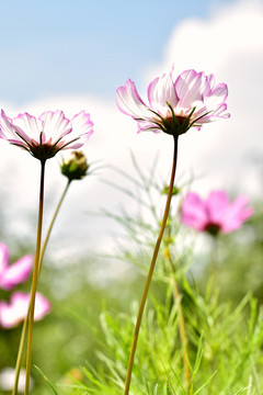 格桑花