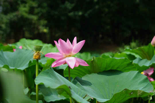 荷花