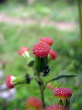 野花