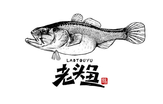 老頭魚