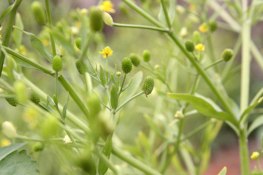 石龙芮