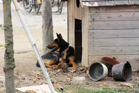 内有恶犬