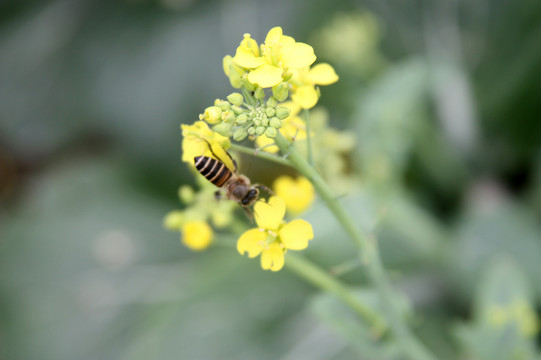 青菜花