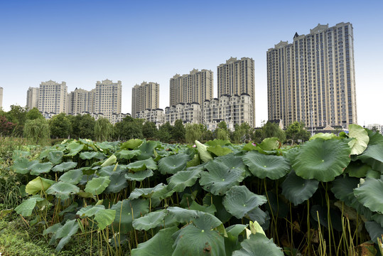 荷花池与高层建筑