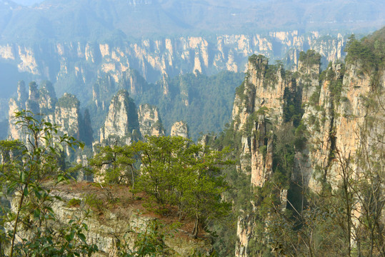 俯拍张家界天子山峰林峡谷