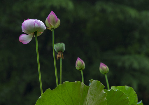 雨中荷花