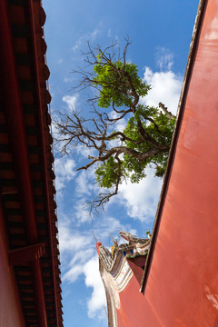 红墙树枝天空