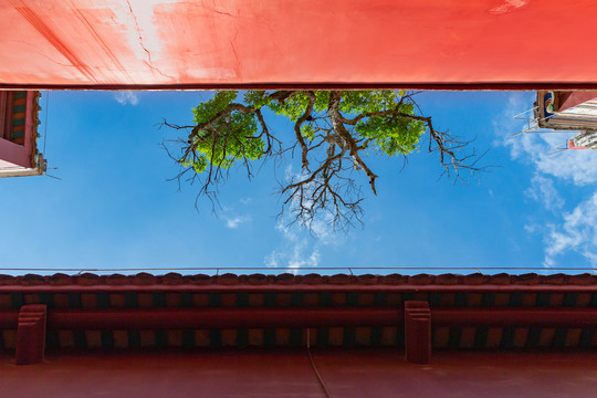 红墙树枝天空