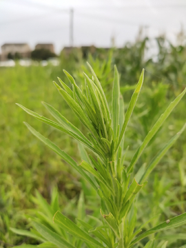 小蓬草