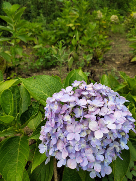 绣球花