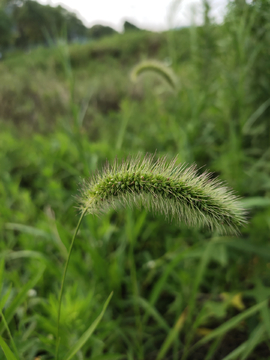 狗尾草