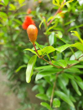 石榴花苞