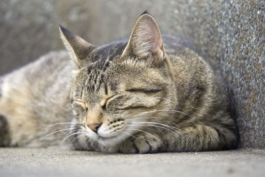 打瞌睡的小猫