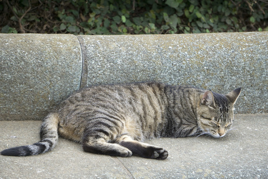 打瞌睡的小猫