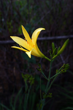 黄花菜