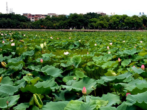 东莞桥头莲湖公园