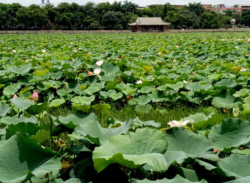 东莞桥头莲湖公园