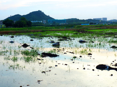 城市中的田野