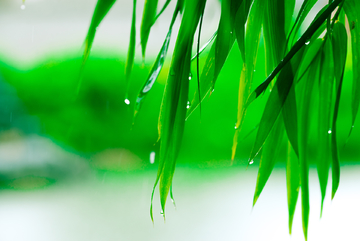 雨后竹叶