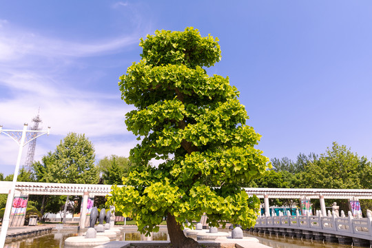 石家庄植物园