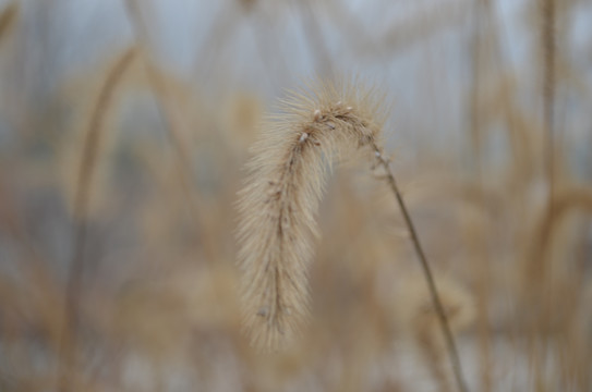 毛毛草