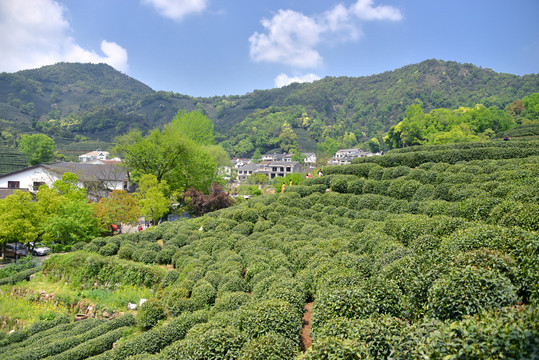 龙井村茶山