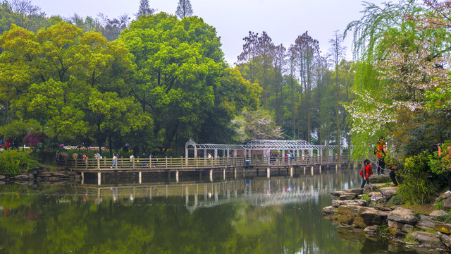 樱花湖畔风景