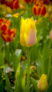 花冠硕大郁金香