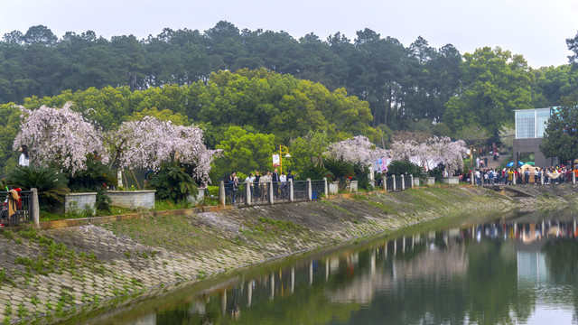 湖畔樱花