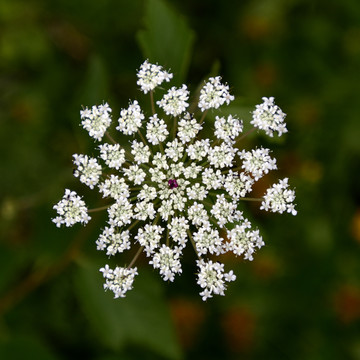 蛇床花