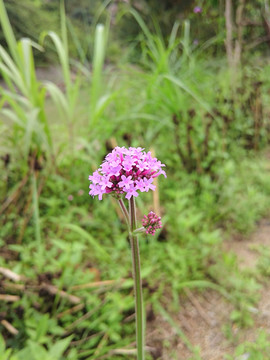 马鞭草