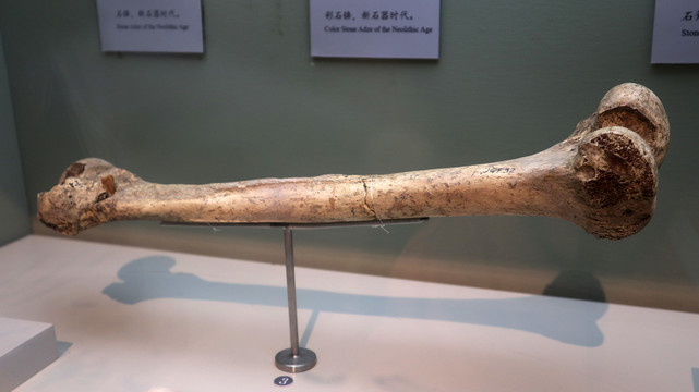 古代人腿骨