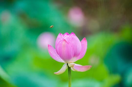 雨荷