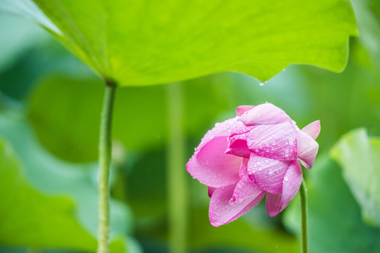 雨荷