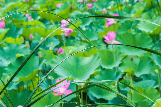 雨荷