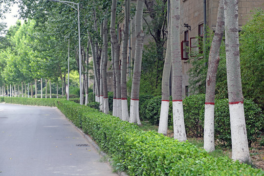 河南大学