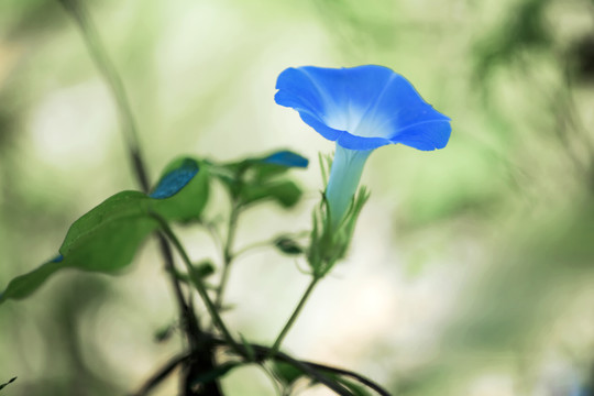 牵牛花