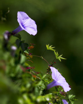 牵牛花